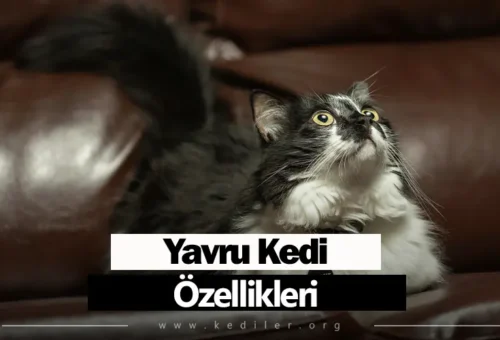 Yavru Kedi Özellikleri 2025