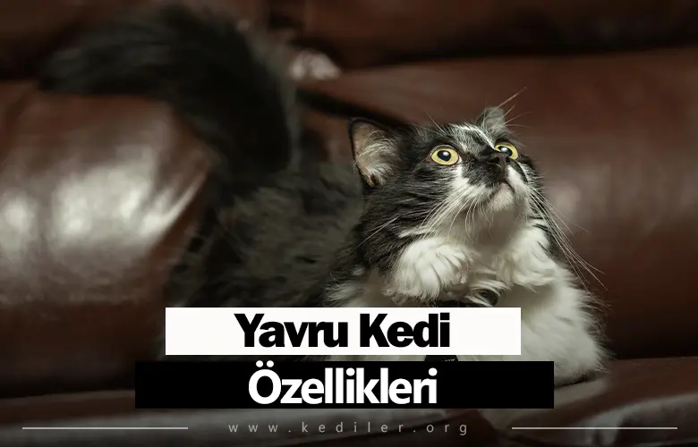 Yavru Kedi Özellikleri 2025